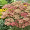 Duizendblad (Achillea millefolium 'Wesersandstein')