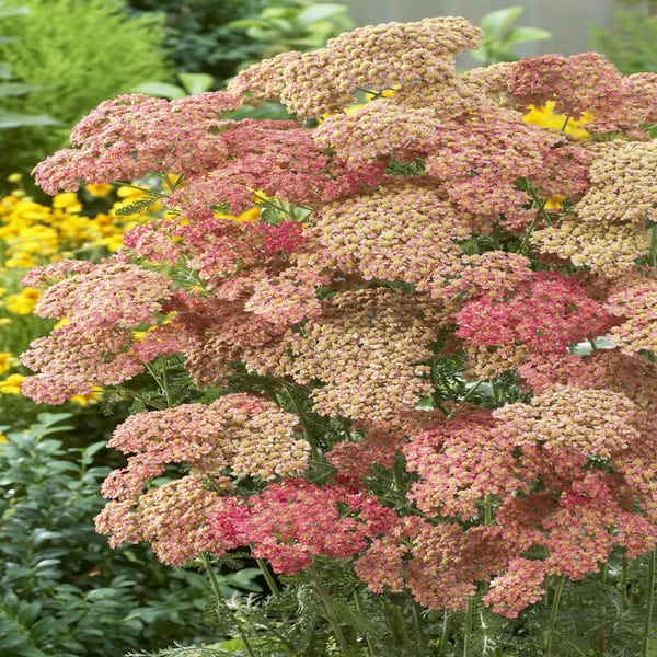 Achillea millefolium 'Wesersandstein'
