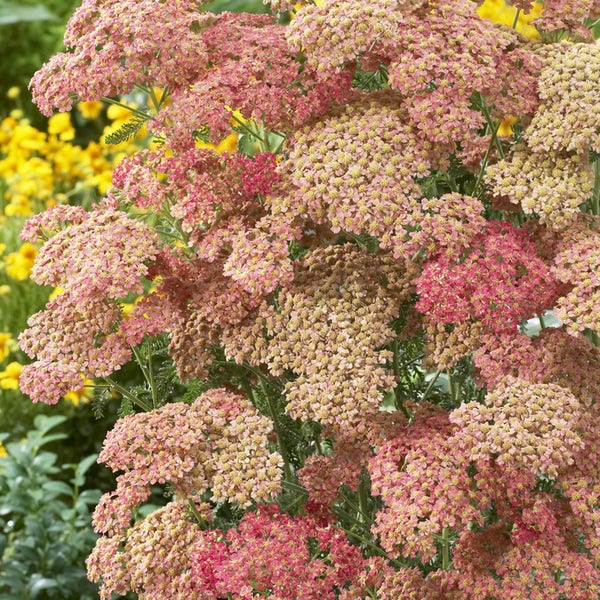 Achillea millefolium 'Wesersandstein'