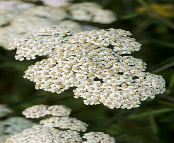 Duizendblad (Achillea millefolium 'White Beauty'_