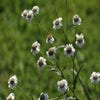 Wilde bertram (Achillea ptarmica) BIO