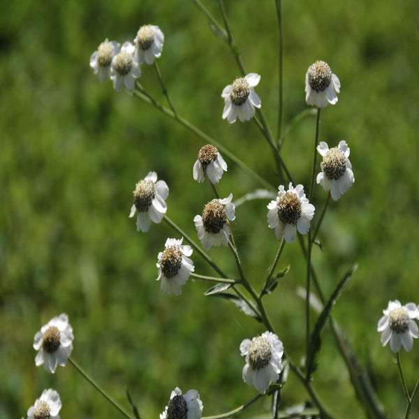 Wilde bertram (Achillea ptarmica) BIO