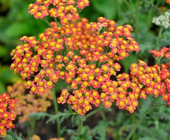 Duizendblad (Achillea 'Safran')