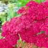 Duizendblad (Achillea 'Saucy Seduction')