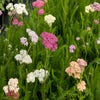 Duizendblad (Achillea 'Summer Pastels')