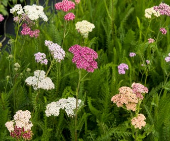 Duizendblad (Achillea 'Summer Pastels')