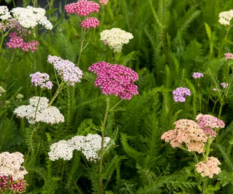 Duizendblad (Achillea 'Summer Pastels')