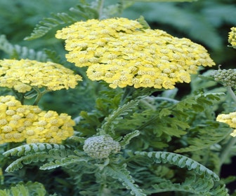 Duizendblad (Achillea 'Taygetea') Bio