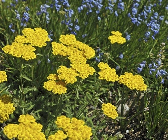 Duizendblad (Achillea tomentosa)