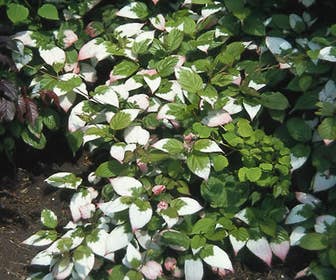 Sierkiwi (Actinidia kolomikta)