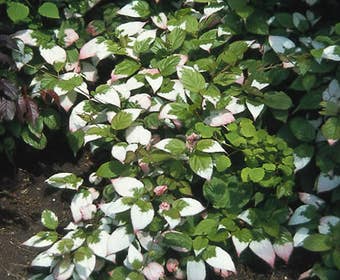 Koningsvaren - Osmunda regalis | Vijverplanten webshop Koningsvaren - Osmunda regalis | Vijverplanten webshop
