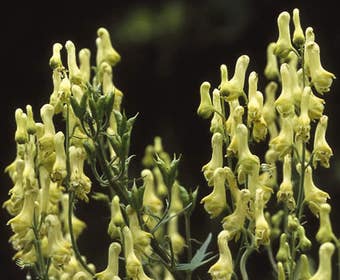 Monnikskap (Aconitum lamarckii)