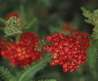 Duizendblad (Achillea millefolium 'Paprika')