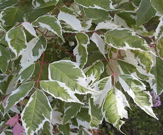 Zilverbonte vederesdoorn (Acer negundo 'Variegatum')