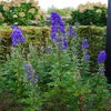 Monnikskap (Aconitum carmichaelii 'Arendsii') BIO