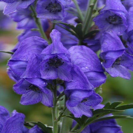 Monnikskap (Aconitum carmichaelii 'Arendsii') BIO