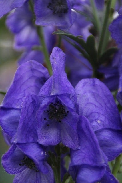 Blauwe