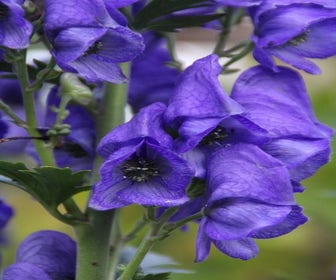 Monnikskap (Aconitum carmichaelii 'Arendsii') BIO
