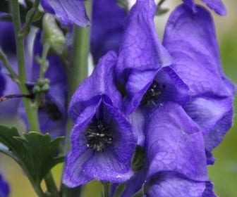 Monnikskap (Aconitum carmichaelii 'Arendsii') BIO