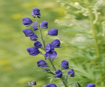 Monnikskap (Aconitum napellus)