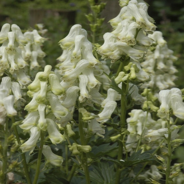 Monnikskap (Aconitum septentrionale 'Ivorine')