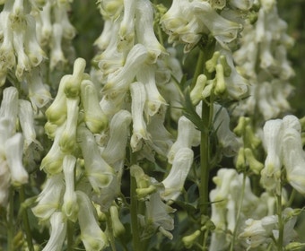 Monnikskap (Aconitum septentrionale 'Ivorine')