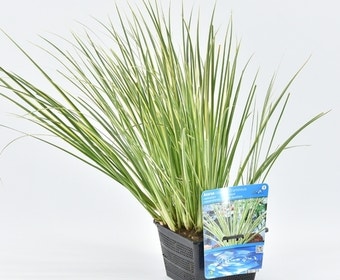 Bonte kalmoes (Acorus calamus 'Gramineus')