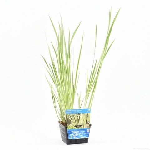 Bonte kalmoes (Acorus calamus 'Variegata')
