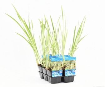 Bonte kalmoes (Acorus calamus 'Variegata')