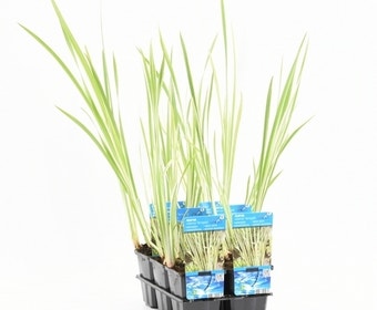 Bonte kalmoes (Acorus calamus 'Variegata')