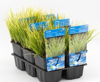 Japanse kalmoes (Acorus gramineus 'Hakiro Nishiki')