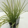 Dwergkalmoes (Acorus gramineus 'Ogon') 