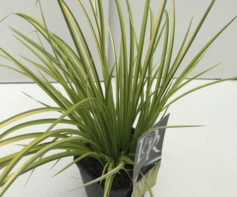 Dwergkalmoes (Acorus gramineus 'Ogon') 