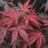 Japanse esdoorn (Acer palmatum 'Atropurpureum')