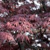 Japanse esdoorn (Acer palmatum 'Bloodgood')