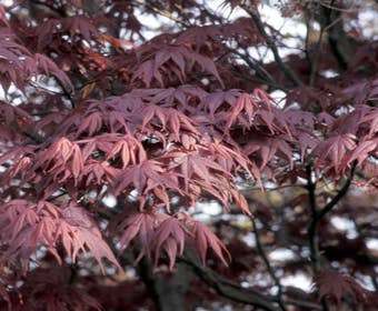 Japanse esdoorn (Acer palmatum 'Bloodgood')