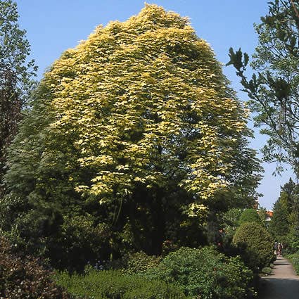 Noorse esdoorn
