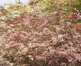 Japanse esdoorn (Acer palmatum 'Chitoseyama')