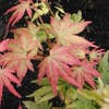 Japanse esdoorn (Acer palmatum 'Orange Dream')