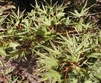 Japanse esdoorn (Acer palmatum 'Okushimo')