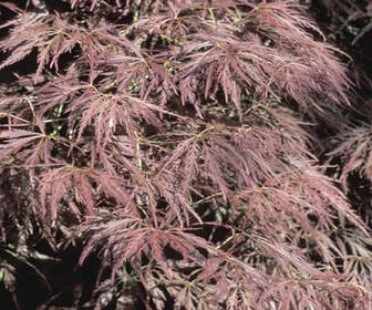 Japanse esdoorn (Acer palmatum 'Ornatum')