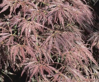 Japanse esdoorn (Acer palmatum 'Ornatum')