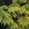 Japanse esdoorn (Acer shirasawanum 'Aureum')