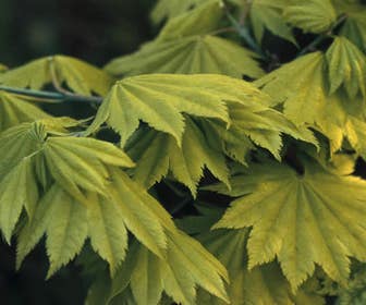Japanse esdoorn (Acer shirasawanum 'Aureum')