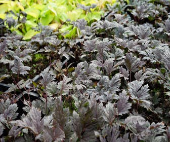 Actaea (Actaea simplex 'Hillside Blackbeauty')