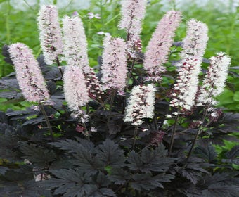 Zilverkaars (Actaea 'Chocoholic')