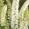 Zilverkaars (Actaea simplex 'White Pearl')