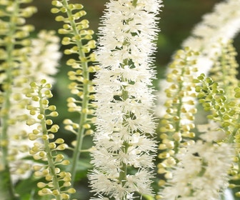 Zilverkaars (Actaea simplex 'White Pearl')