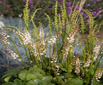 Zilverkaars (Actaea japonica ‘Cheju Do’)