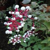 Actaea (Actaea pachypoda Misty Blue)